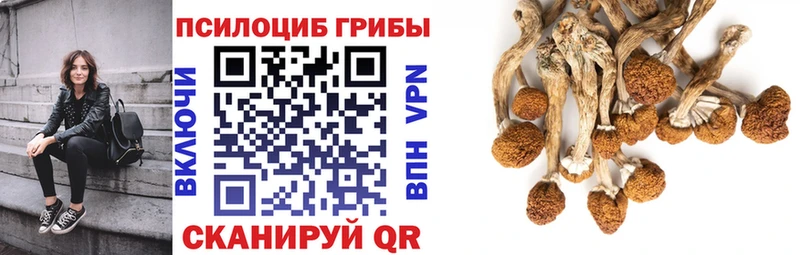 наркотики Брюховецкая Псилоцибиновые грибы мицелий